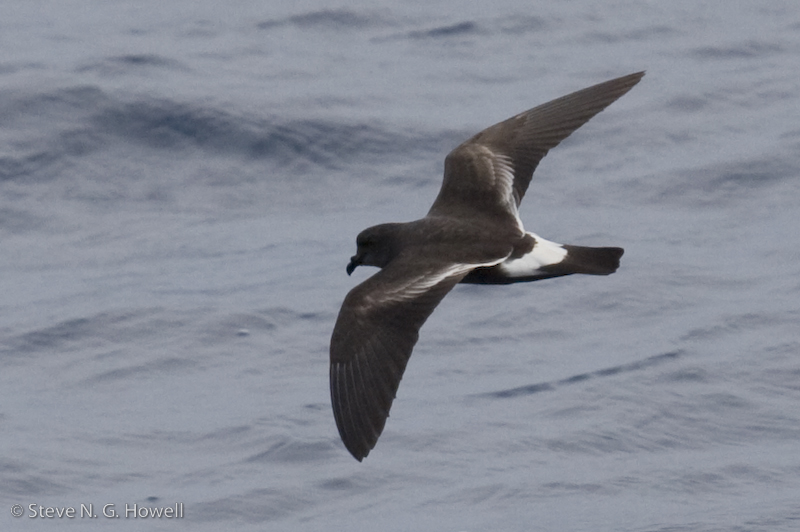 band rumped storm petrel band rumped storm petrel