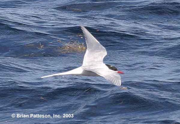 Arctic Tern