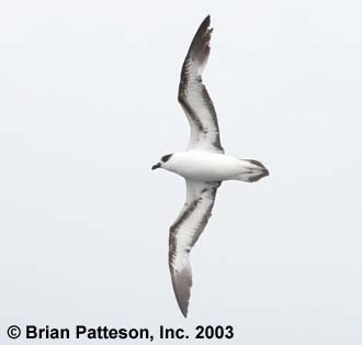 Black-capped Petrel