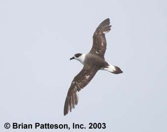 Black-capped Petrel