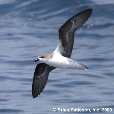 Fea's Petrel