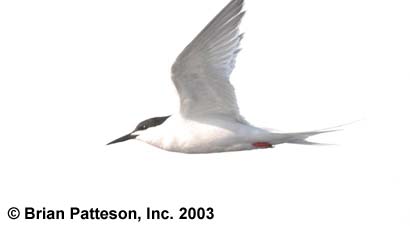 Roseate Tern